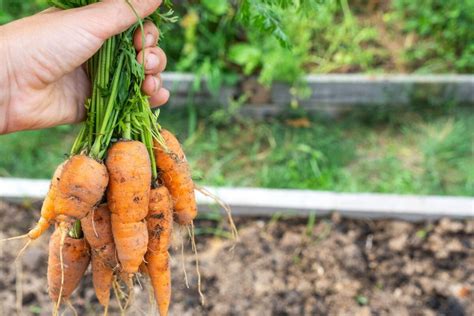 Hitra Pica Brez Vzhajanja Testo Kon Ano V Le Petih Minutah Recept In