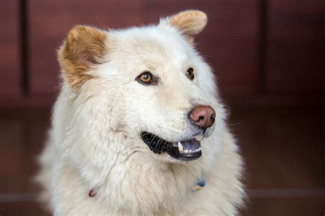 German Shepherd Golden Retriever Mix: Everything Owners Need to Know I ...