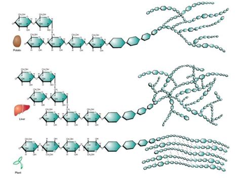 Cellulose Polysaccharide Diagram