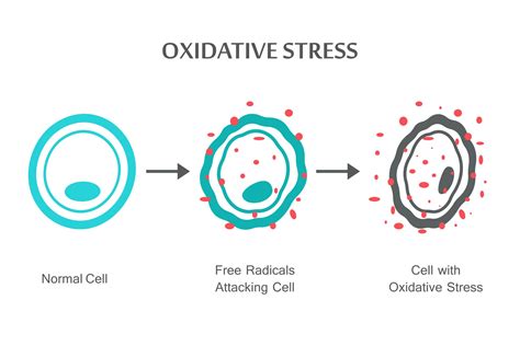 Oxidative Stress Diagram Warner Orthopedics