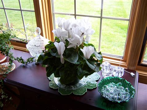 How to Grow Cyclamen Plants Indoors - Planters Place