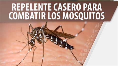 Repelente Casero Para Combatir Los Mosquitos YouTube