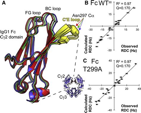 The Structural Role Of Antibody N Glycosylation In Receptor