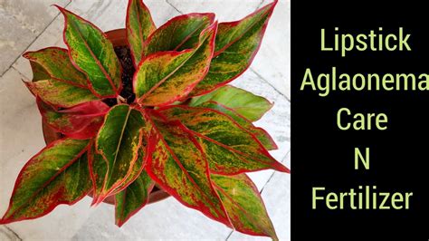 Lipstick Aglaonema Plant Care Tips Red Aglaonema Plant Chinese