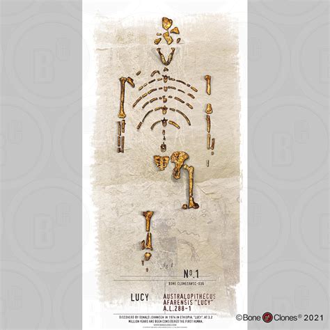 Lucy Poster - Bone Clones - Osteological Reproductions