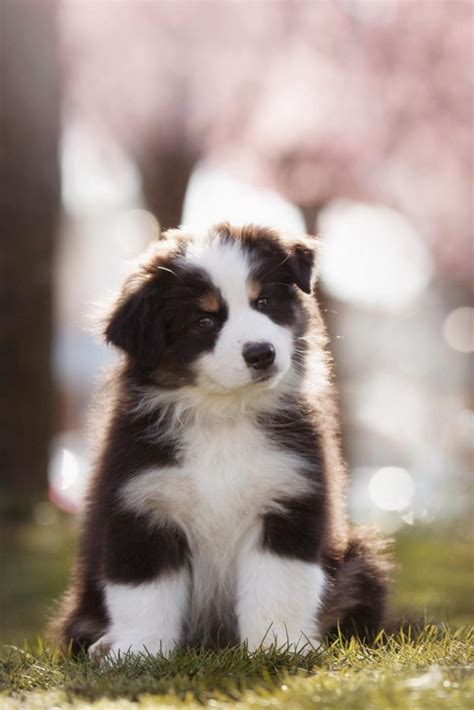 essential     aussie puppies