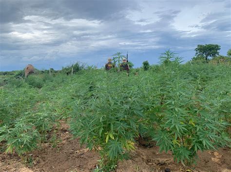 Cipm Erradica Mais Mil P S De Maconha Em Cura Portal Jaguarari