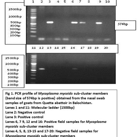 pcr based detection  mycoplasma species  nasal swab samples