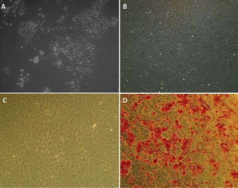 Morphology Of And Alizarin Red Staining Of Bmscs Morphology Of Bmscs