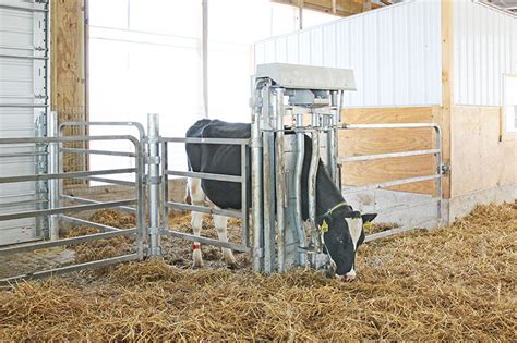 Automatic Head Gates And Hoof Care Chutes Vet Chutes Step Up Milking Parlors Cattle Handling