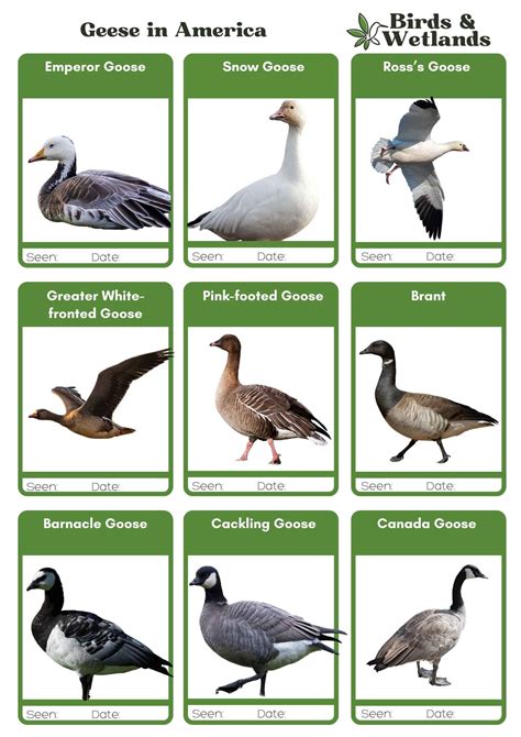 North American Geese Guide To The Species Of Goose In Us Birds