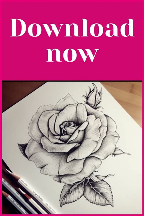 How To Draw A Rose The Ultimate Guide And 27 Beautiful Rose Drawing