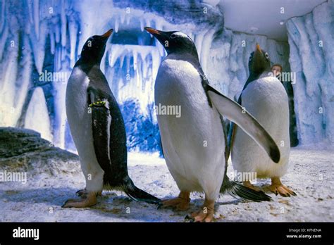 Eight Gentoo penguins arriving at the SEA LIFE London Aquarium from SEA ...