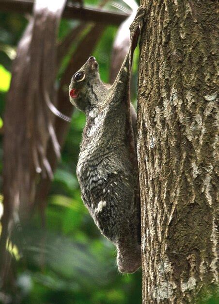 Premium Photo | Flying lemur