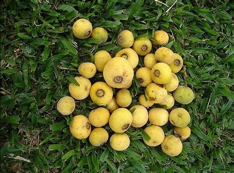 10 frutas nativas brasileiras que você precisa provar - CicloVivo