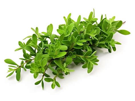 Premium Ai Image Highquality Fresh Thyme Leaves