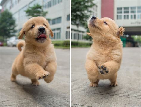 Fotos Que Provam Que Golden Retrievers Filhotes S O As Coisas Mais