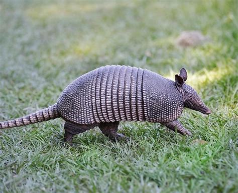 Armadillos Animals Of The Americas