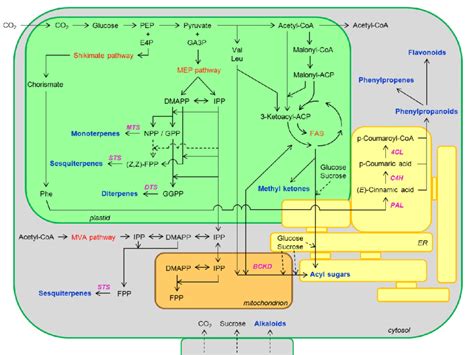 Simplified Schematic Overview Of The Biosynthesis Of The Main Secondary