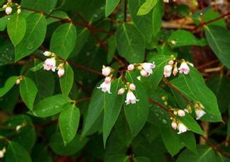 Dogbane Plants