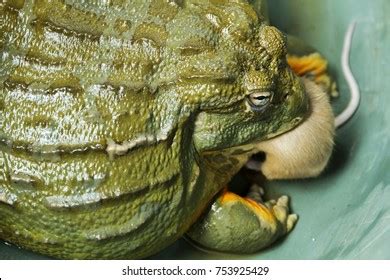 Giant African Bullfrog Pyxicephalus Adspersus Eating Stock Photo ...