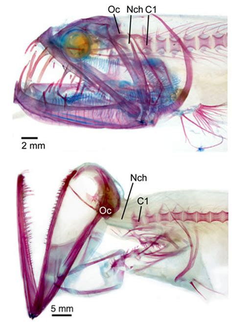 Smithsonian Insider – Deep-sea dragonfish research | Smithsonian Insider