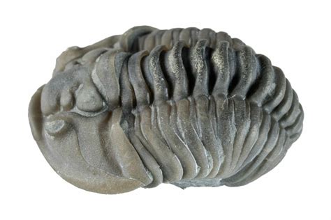 Wide Curled Flexicalymene Trilobite Mt Orab Ohio For