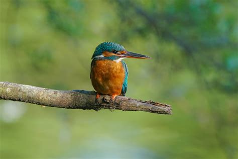 Bird Watching Safaris Kidepo Valley National Park Uganda