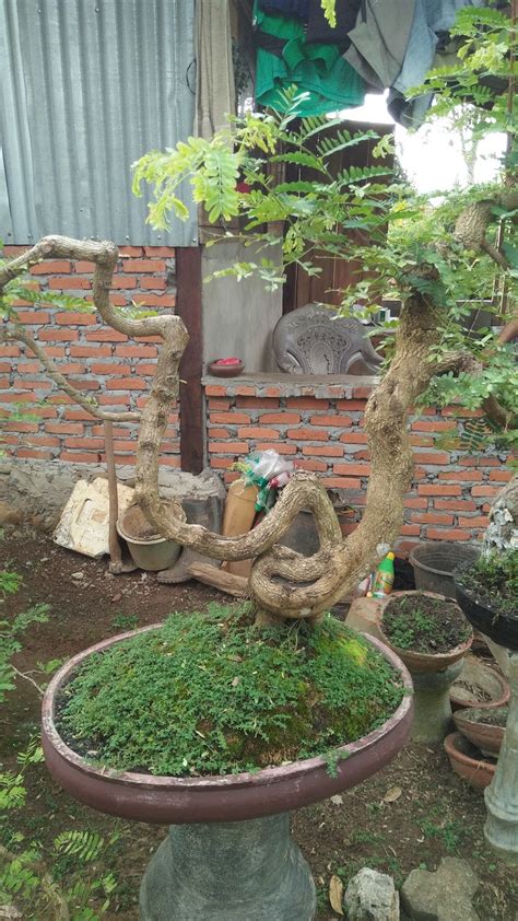 TEKNIK DAN CARA BUDIDAYA MEMBUAT BONSAI ASEM JAWA CANTIK