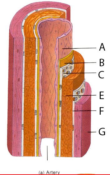 artery diagram quizlet