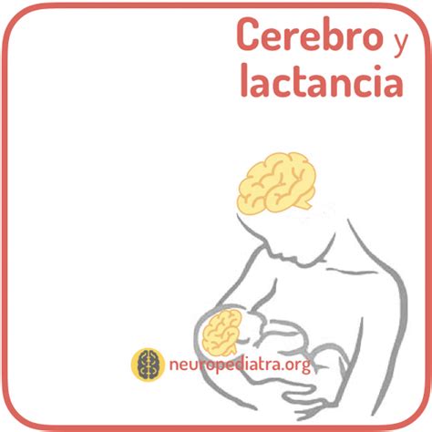 Cerebro Y Lactancia Materna Neuronas En Crecimiento