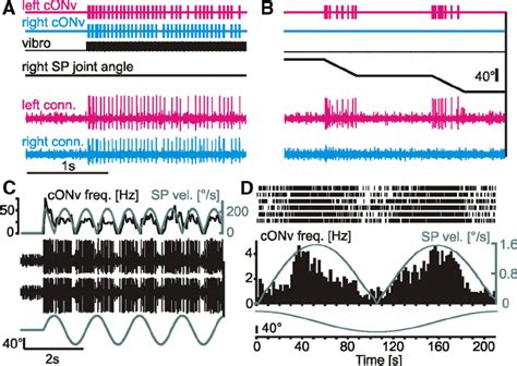 Conv Exclusively Receives Contralateral Antennal Input And Is Sensitive