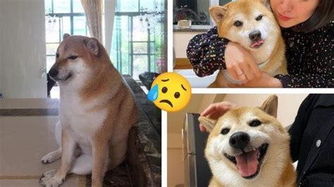 Muere Cheems Qu Enfermedad Ten A El Perrito Popular De Internet