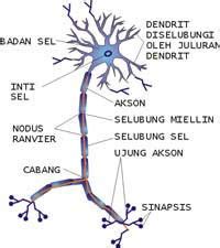 Struktur Fungsi Jaringan Saraf Manusia