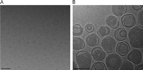 Cryo Tem Images Of Ddc Liposomes A And Lipoplexes B Scale