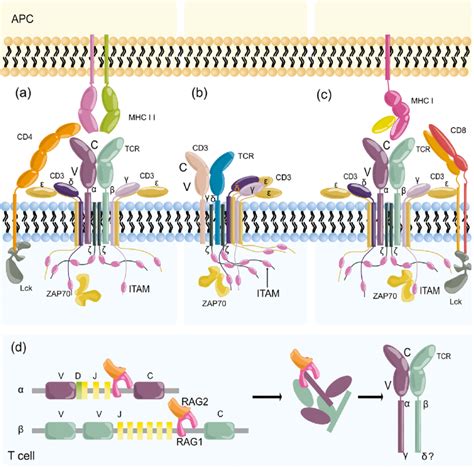 Structure Of The Tcr Complex The Tcr Complex Is Composed Of Two Tcr