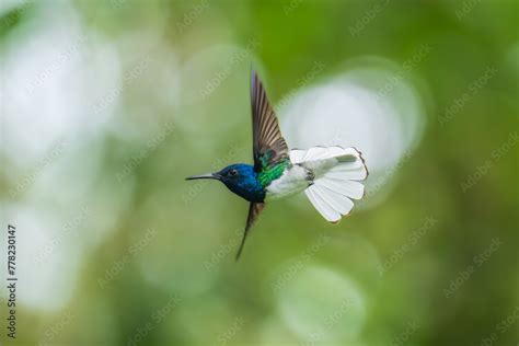 Foto De Beautiful White Necked Jacobin Hummingbird Florisuga Mellivora