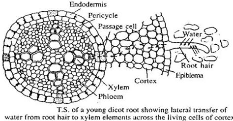 Active Absorption of Water in Plants from Soil - QS Study