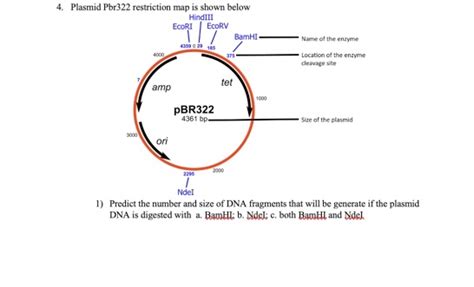 Solved 4 Plasmid Pbr322 Restriction Map Is Shown Below Chegg