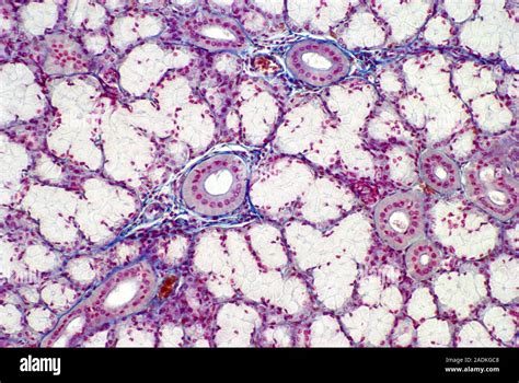 Light Micrograph Of Normal Human Parotid Gland One Of The Salivary