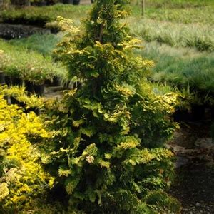 Chamaecyparis obtusa ‘Aurea’ | Kiefer Nursery: Trees, Shrubs, Perennials