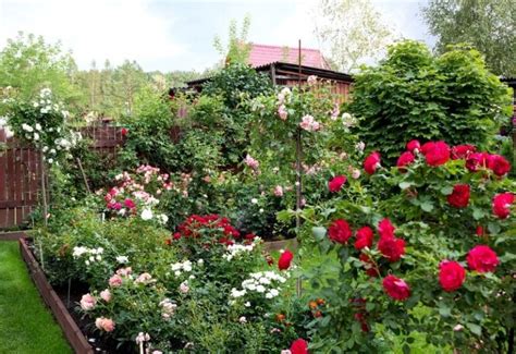 10 Shade Tolerant Roses Varieties For Gardeners With Limited Sun