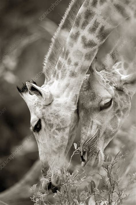 South African Giraffes Stock Image F033 1645 Science Photo Library