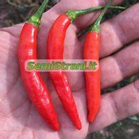 Aji Peri Peri Pepper Seeds - Semi Strani di Carlo Martini