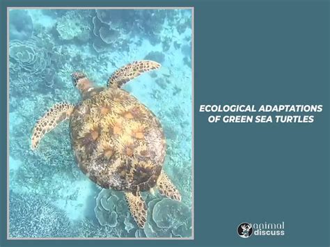 Green Sea Turtle Behavior Animal Discuss