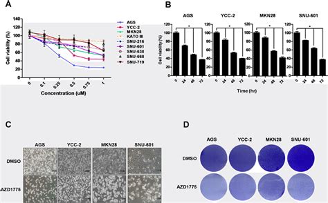 Treatment With Wee1 Inhibitor Azd1775 In Gastric Cancer Cell Lines