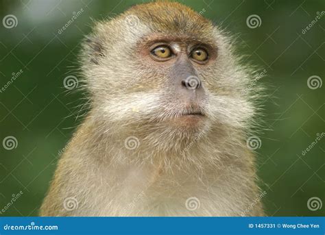 Furry Monkey Thinking Stock Image Image 1457331