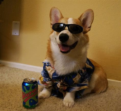 Cutest corgi ever? Meet Corgnelius (20 pics) | Amazing Creatures