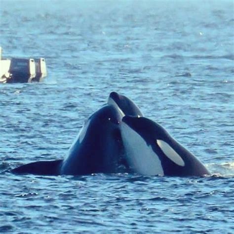 “Group hug, orca style. Whale Mammal, Sea Mammal, Orca Whales, Beluga ...