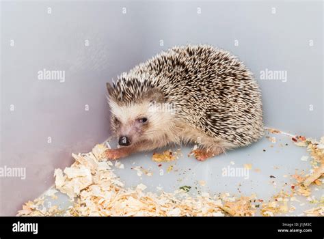 Brown Hedgehog in Plastic Bucket Corner [Atelerix frontalis] Stock Photo - Alamy